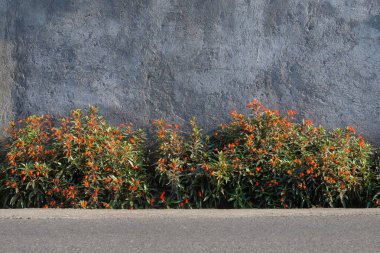 Gloxinia sylvatica 'nın Bolivya Günbatımı' nın duvar arkası. Bitkiler dış dekorasyon için çok güzeldir. Turuncu çiçekler ve koyu kırmızı yapraklar.