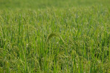 Pirinç tarlalarındaki pirinç tohumlarının soyut desenleri ve şekilleri. Pirinç bol bol yetişir. Soyut şekiller, desenler, dokular. Doğal yeşil desen ve dokular. Tarım endüstrisi kavramı.