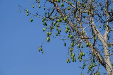 Ceiba pentandra ya da pamuk, Java kapok, ipek pamuk, samauma meyvesi. Ceiba pentandra kumaş yapmak için temel malzemedir.