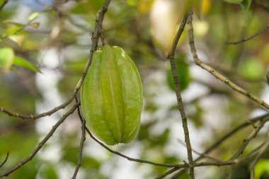 Ağaç dalında yıldız meyvesi. Yıldız meyvesi yeşildir. Tatlı, hafif ekşi tat