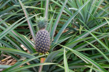 Bahçede ananas ve meyve var. Kırsaldaki ananas çiftliği. Ananas yaprakları uzun ve dikenlidir. Bahçede ananas yetişir.