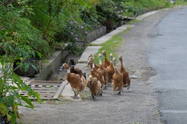 Bir grup ördek yolda yürüyor. Ördekler her zaman birlikte akın eder. Yumurta üretimi için ördekler