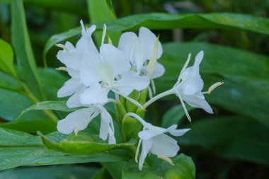 Hedychium koronaryum 'Beyaz Kelebek Ginger'. Geleneksel bitkisel ilaçlar için bitkiler