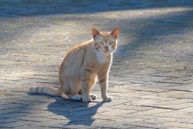 Oturan turuncu kedi sinirli görünüyor. Kedinin ifadesi hoşnutsuzdur. Kedi yerde oturuyor.