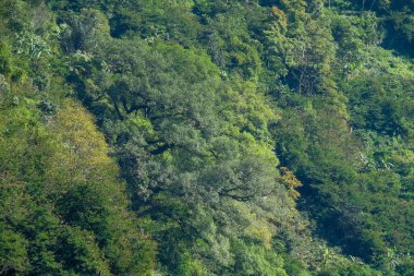 Gölün yamaçlarındaki doğal orman bitkileri. Yemyeşil orman ağacı deseni ve dokusu. Heyelan tampon bitkileri