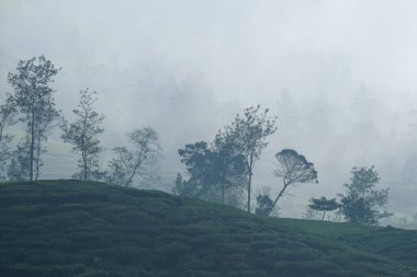 Sabahleyin dağın yamaçlarındaki sisli çay tarlasından dolayı sisli olan çay tarlasının manzarası. Atmosfer serin ve rahat.