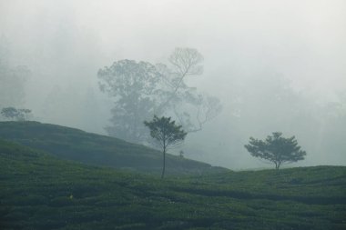 Sabahleyin dağın yamaçlarındaki sisli çay tarlasından dolayı sisli olan çay tarlasının manzarası. Atmosfer serin ve rahat.
