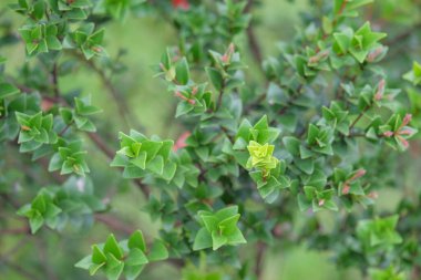 Myrtus Communis 'in yüksek açısı veya Microphylla yaprakları. Mikro bitki yapraklarının soyut şekilleri, desenleri ve dokuları
