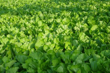 Tarladaki hardal yeşilliklerinin deseni, şekli ve dokusu. Hardal yeşili açık yeşildir. Bazıları gölgede. Grafik tasarımı için, afiş arkaplanı