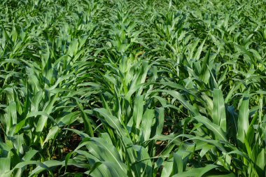 Bir sürü yeşil mısır bitkisi. Soyut şekiller, desenler ve dokular. Endonezya 'da mısır yetiştiriciliği. Tarım kavramı.
