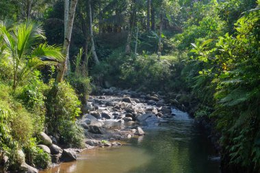 Sabahleyin köydeki nehir manzarası. Sabahları güneş nehirde parlıyor. Rocky nehri doğal bitkilerle çevrili.