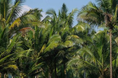 Hindistan cevizi yapraklarının soyut desenleri ve şekilleri vardır. Hindistan cevizi yaprakları birbiriyle çarpışıyor.