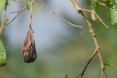 Guava meyvesi içi boş ve çürümüş. Guava meyvesi yarasalar tarafından yenir. Çürük yemek için iyi değildir. Ağaçtaki kuru guava meyvelerini kapatın. Bokeh arkaplanı