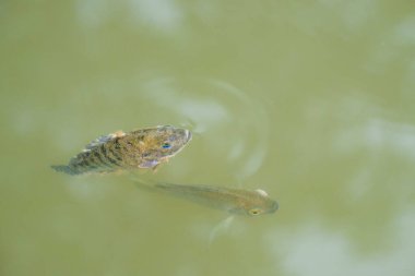 Göletteki balıklara yaklaş. Balıklar göletin yüzeyinde yüzüyorlar.