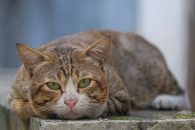 Gri kedi gözleri açık yatıyor. Evin duvarında yatan sevimli bir kedi. Gri kediye yaklaş