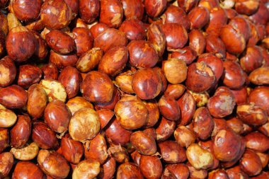 Abstract pattern and shape of pile of brown dogfruit seeds or Archidendron pauciflorum. Dogfruit for cooking mixture. Bad smell. Natural pattern and texture background for graphic design. Related to agricultural and trade industry articles clipart