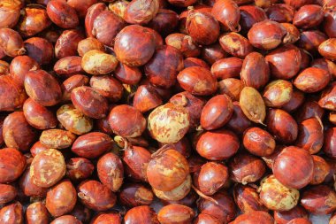 Abstract pattern and shape of pile of brown dogfruit seeds or Archidendron pauciflorum. Dogfruit for cooking mixture. Bad smell. Natural pattern and texture background for graphic design. Related to agricultural and trade industry articles clipart