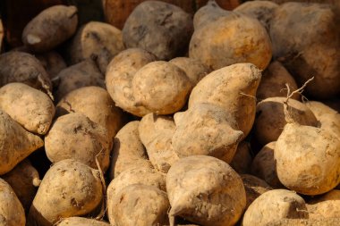 Soyut şekilli ve desenli bir yığın tatlı patates. Tatlı patatesler geleneksel pazarlarda satılır. Açık kahverengi renk. Yemek yapmak için gerekli malzemeler