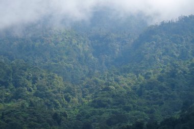 Dağlık bir yamaçta doğal bitki örtüsü ve sisli bir orman. Bozulmamış dağ yamaçları. Yerli tropikal orman bitkisi. Sabah dağların yamaçlarında sis var.