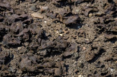 Kurumuş yosunların şekli, deseni ve dokusu grunge etkisi yaratıyor. Siyah kuru yosun kir gibi görünüyor. Kırık yosun yüzeyi. Grafik tasarımı için doğal desen ve doku arka planı..