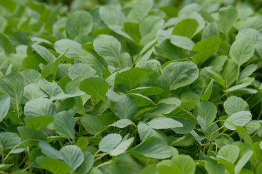 Lahana tohumu yapraklarının şekli, şekli ve dokusu. Grafik tasarımı için doğal desen ve doku arka planı. Tarım endüstrisi kavramı