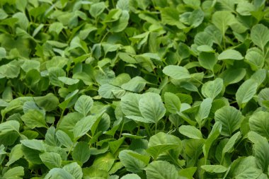 Lahana tohumu yapraklarının şekli, şekli ve dokusu. Grafik tasarımı için doğal desen ve doku arka planı. Tarım endüstrisi kavramı