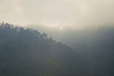 Tepeler gün boyunca beyaz sisle kaplıydı. Doğal bitki örtüsü olan tepeler. Çam ağaçlarıyla kaplı bir tepe. Çevre ya da orman kavramı