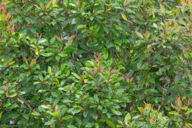 Karanfil yapraklarının şekli, deseni ve dokusu gür. Genç karanfil yapraklarının kırmızı filizleri. Grafik tasarımı veya bitki ve tarım kavramları için