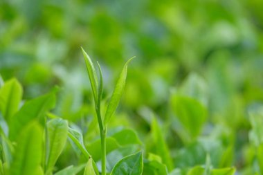 Taze yeşil çay yapraklarına yakın durun. Bokeh geçmişi. Grafik tasarımı için boşluk kopyala. tarım endüstrisi kavramı