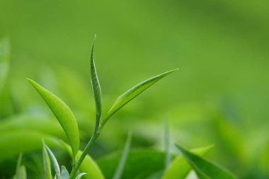 Taze yeşil çay yapraklarına yakın durun. Bokeh geçmişi. Grafik tasarımı için boşluk kopyala. tarım endüstrisi kavramı