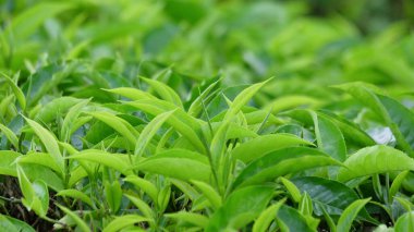 Taze yeşil çay yapraklarına yakın durun. Bokeh geçmişi. Grafik tasarımı için boşluk kopyala. tarım endüstrisi kavramı