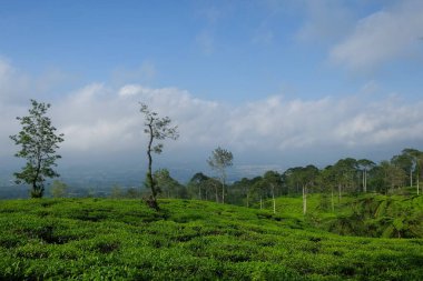 Mavi gökyüzü ve beyaz bulutların arka planına karşı çay tarlaları ve doğal bitki ağaçları. Bir dağın yamaçlarında çay çiftliği. Yüksek açılı perspektif