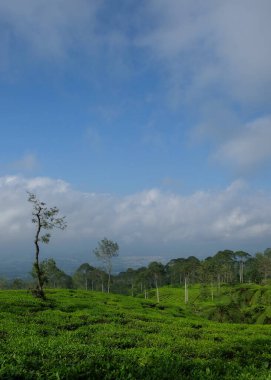 Mavi gökyüzü ve beyaz bulutların arka planına karşı çay tarlaları ve doğal bitki ağaçları. Bir dağın yamaçlarında çay çiftliği. Yüksek açılı perspektif