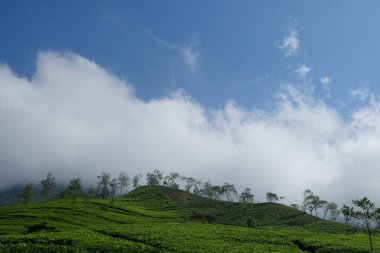 Arka planda sisli mavi bir gökyüzü olan bir dağ yamacındaki çay tarlasının manzarası. Grafik tasarımı için boşluk kopyala. Çay çiftliğinin manzarası serin ve taze görünüyor. tarım endüstrisi konsepti. Tur ve seyahat afişi veya takvimi