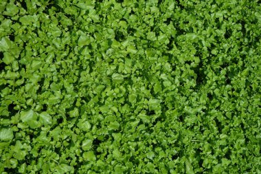 Su yüzeyindeki soyut şekiller, desenler ve desenler taze yeşil renkli marul yaprakları. Yaprak sebzeler insanlar tarafından tüketilir. Grafik tasarımları için doğal yeşil kalıp ve tecture arkaplanı. Boşluğu kopyala