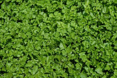 Su yüzeyindeki soyut şekiller, desenler ve desenler taze yeşil renkli marul yaprakları. Yaprak sebzeler insanlar tarafından tüketilir. Grafik tasarımları için doğal yeşil kalıp ve tecture arkaplanı. Boşluğu kopyala