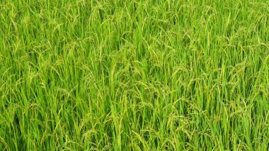 Pirinç tarlalarındaki yeşil pirincin şekli, şekli ve yüzey dokusu. - Doğal yeşil desen ve doku arka planı. Uzayı kopyala Soyut grafik tasarımı. Tarım ve gıda endüstrisi kavramı.