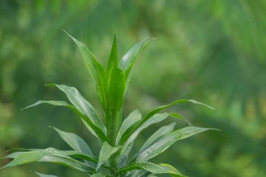 Suji çiçek bitkisi veya Dracaena Angustifolia 'nın yeşil yaprak filizlerini kapatın. Bokeh geçmişi. Sivri uçlu uzun yeşil yapraklar. Uzayı kopyala. Doğal kıyafet boyası.