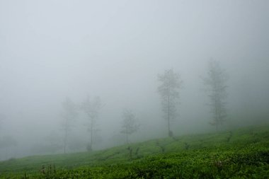 Yoğun sisli bir çay tarlası manzarası. Kopya alanı ile minimalist peyzaj konsepti. Doğal bakış açısı. Grafik tasarımı veya afiş arkaplanı için