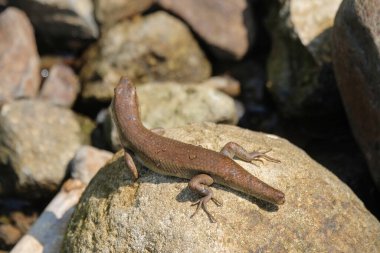 Close up of a lizard with its tail cut off. It broke off because it was bitten by a predator or a fight with another lizard. Deformed lizard.Wild nature concept.Copy space clipart