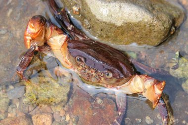 Close up Freshwater crab facing upwards. Crab that lives in freshwater. The skin is brown. The eyes look detailed. The animal has a shell and has claws clipart