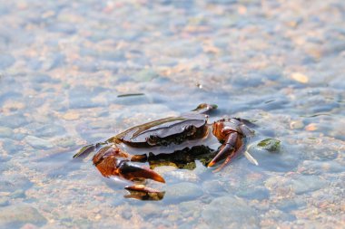 Temiz nehir suyundaki tatlı su yengecini kapatın. Tatlı suda yaşayan yengeç. Derisi kahverengi. Gözler ayrıntılı görünüyor. Hayvanın bir kabuğu ve pençeleri var.