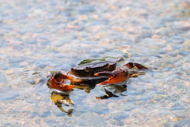 Temiz nehir suyundaki tatlı su yengecini kapatın. Tatlı suda yaşayan yengeç. Derisi kahverengi. Gözler ayrıntılı görünüyor. Hayvanın bir kabuğu ve pençeleri var.