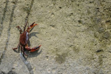 Büyük bir kayanın üzerinde sürünen tatlı su yengecine yaklaş. Tatlı suda yaşayan yengeç. Derisi kahverengi. Gözler ayrıntılı görünüyor. Hayvanın bir kabuğu ve pençeleri var.