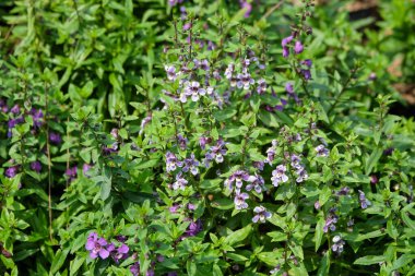 Mor başmelek Angelonia ya da Angelonia angustifolia çiçeklerini kapatın. Başmelek Angelonia çiçekleri açıyor.