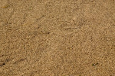 Arkaplan deseni ve güneşte kurutulmuş pirinç dokusu. Doğal desen ve dokuların arka planı. Uzayı kopyala Hasat sonrası pirinç. Tarım ve gıda endüstrisi kavramı. Grafik tasarımı veya afiş arkaplanı için