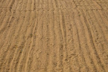 Arkaplan deseni ve güneşte kurutulmuş pirinç dokusu. Doğal desen ve dokuların arka planı. Uzayı kopyala Hasat sonrası pirinç. Tarım ve gıda endüstrisi kavramı. Grafik tasarımı veya afiş arkaplanı için