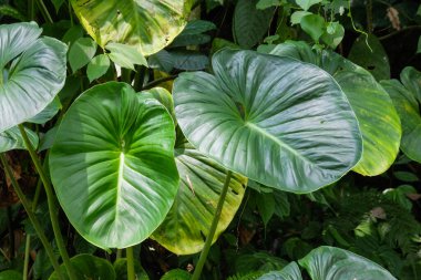 Homalomena Rubescens Kunth veya King of Heart ormanda büyür. Geniş yeşil yapraklı sarmaşıklar. Tropikal ormanların doğal bitkileri. Grafik tasarımı ya da afiş arkaplanı için.