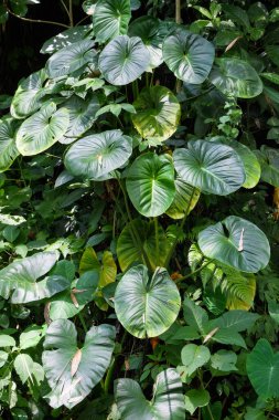 Homalomena Rubescens Kunth veya King of Heart ormanda büyür. Geniş yeşil yapraklı sarmaşıklar. Tropikal ormanların doğal bitkileri. Grafik tasarımı ya da afiş arkaplanı için.