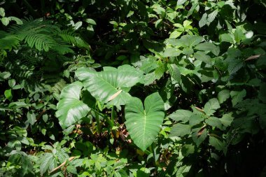 Taro bitkileri ormanda yetişir. Geniş yapraklı yeşil bitkiler. Tropik ormanların doğal bitki örtüsü. Grafik tasarım veya afiş için. Bitki ve orman kavramı.